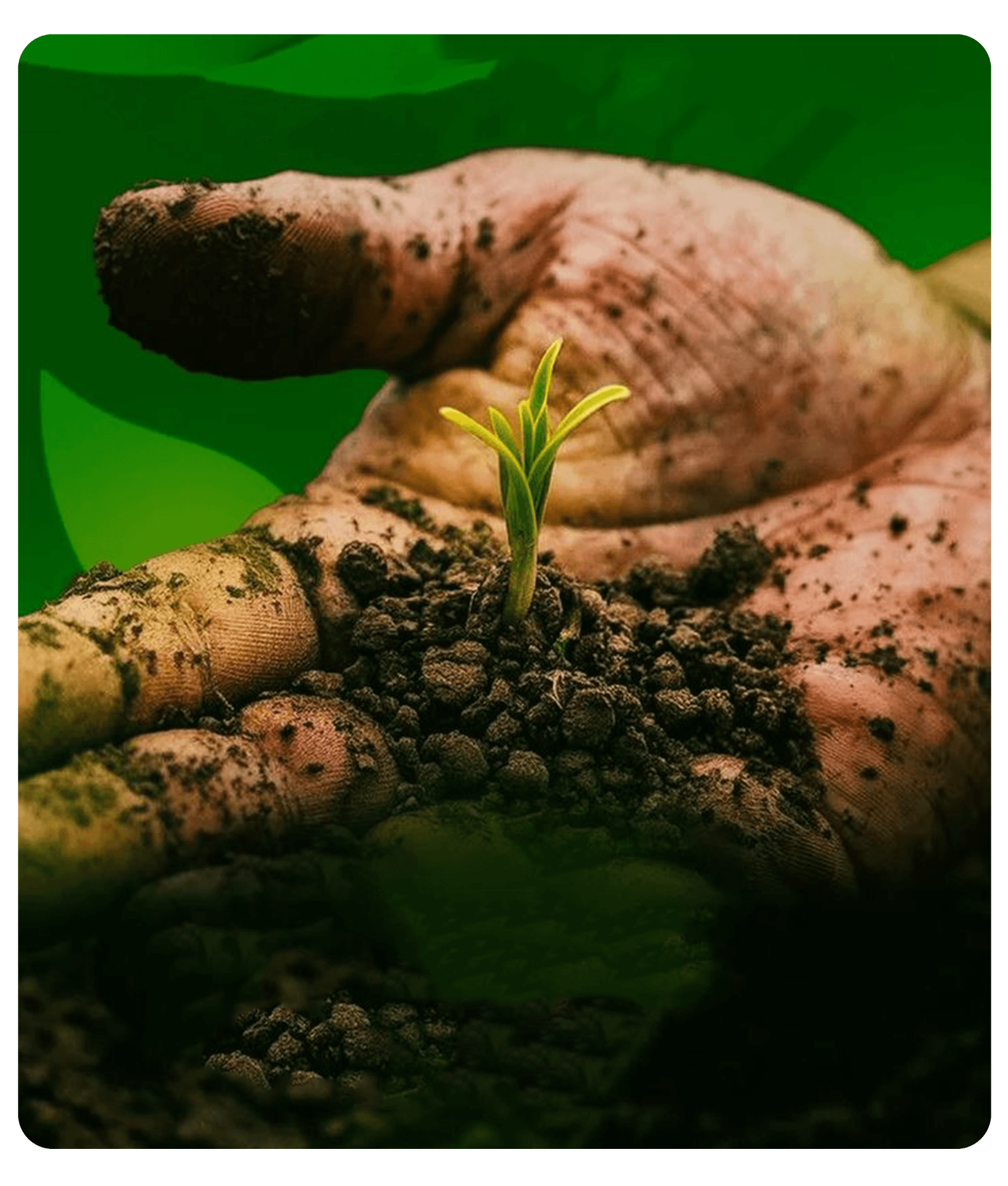 A hand cradling soil with a young seedling sprouting