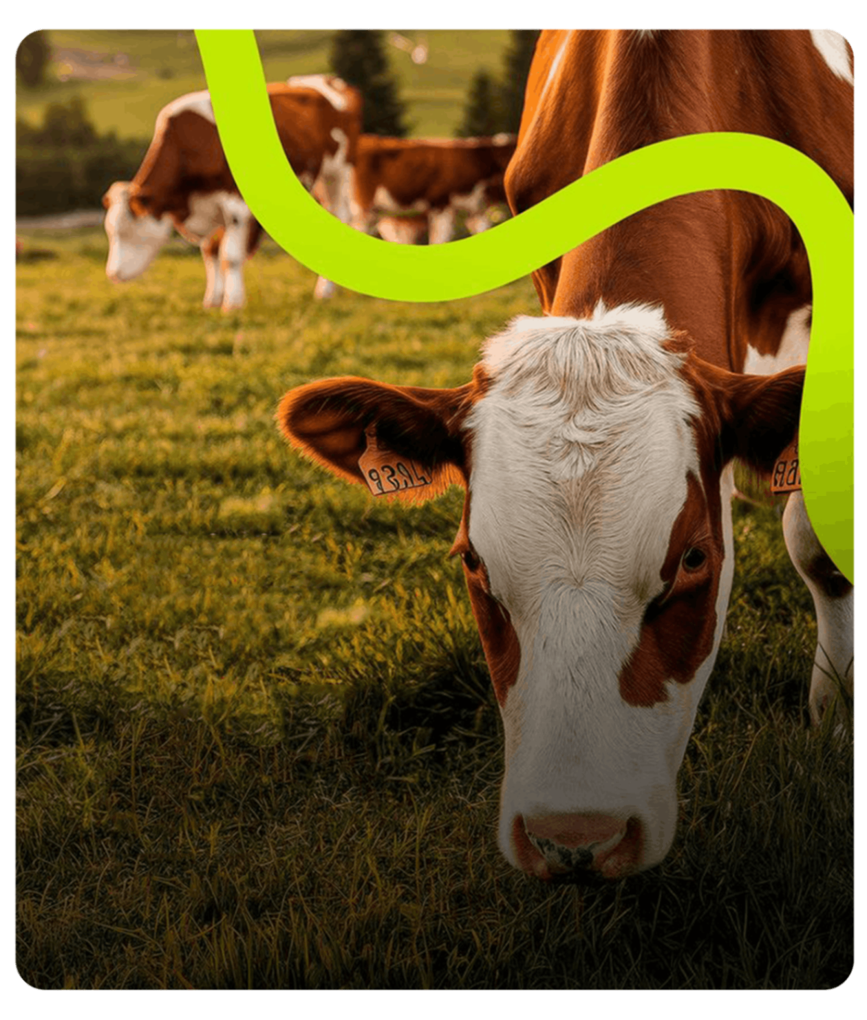 Cattle raised under ethical husbandry and pasture management.