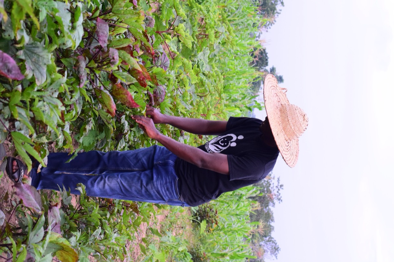 Tending the crops at Heartsmiles Farms & Agro Products.