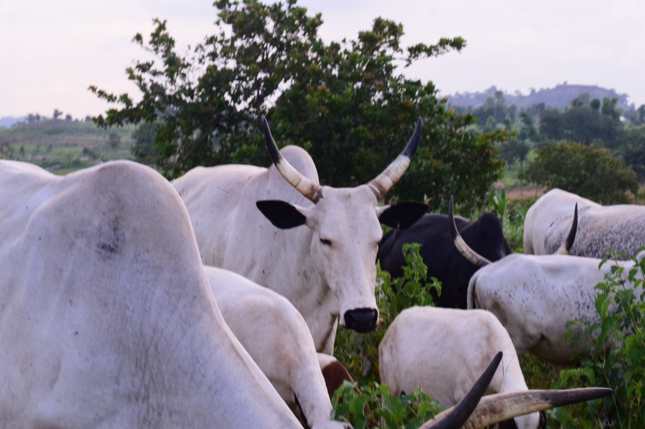 Cattle at Heartsmiles Farms & Agro Products.