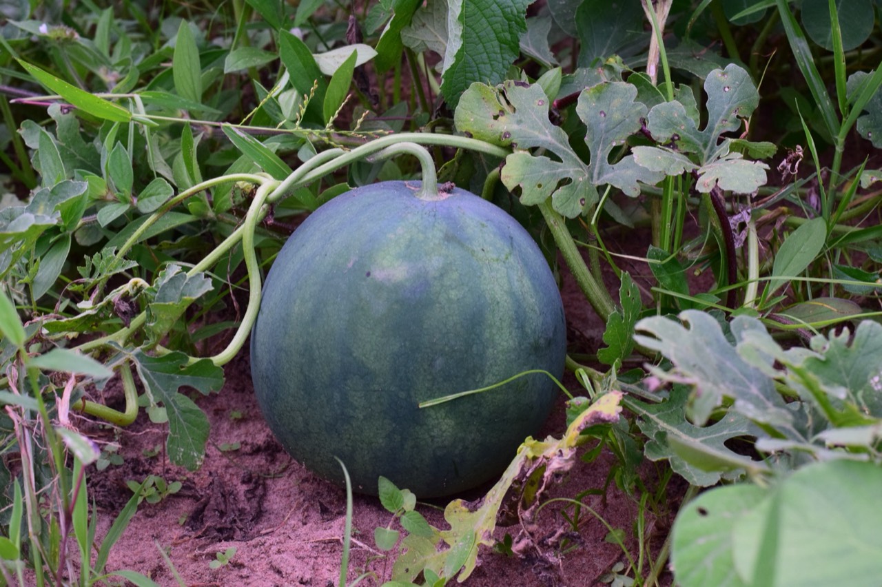 Egusi melon growing at Heartsmiles Farms & Agro Products.